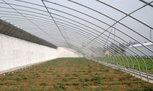 日光溫室建设有什么样的问题和处置方法